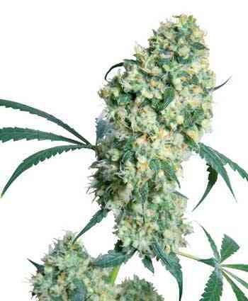 Ed Rosenthal Super Bud > Sensi Seeds | Semillas Regulares  |  Híbrido